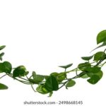 2025013期双色球开奖号码已公布快来看看你中奖了吗 aqr1nu1f6