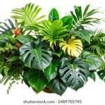 2024年双色球全年开奖号码完整记录汇总 e1t5o9z4