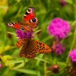 2025005期福彩开奖结果最新公布,快来看看你中奖了吗? l4cp4r